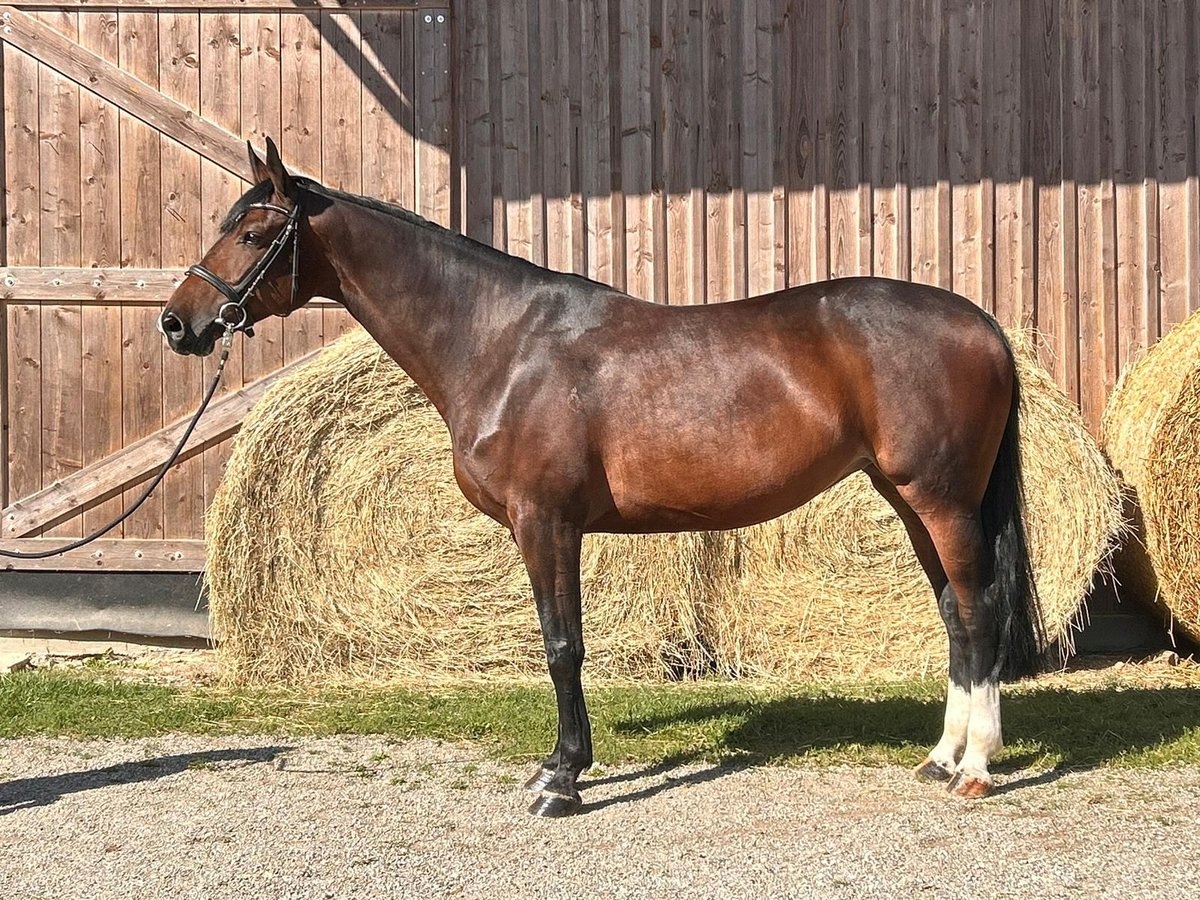 KWPN Stute 9 Jahre 165 cm Dunkelbrauner in Elchingen