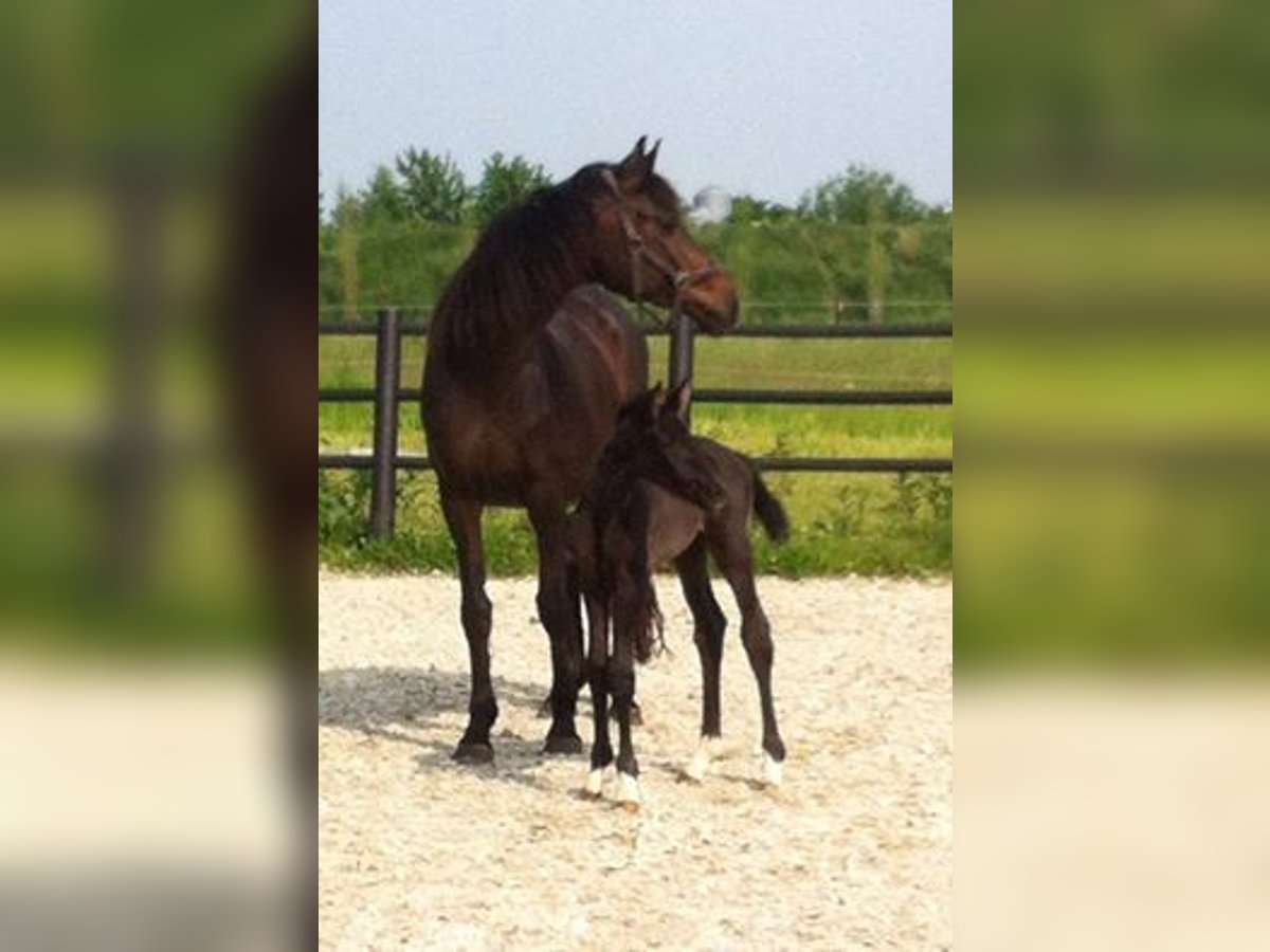 KWPN Stute 9 Jahre 165 cm Rappe in Gennep
