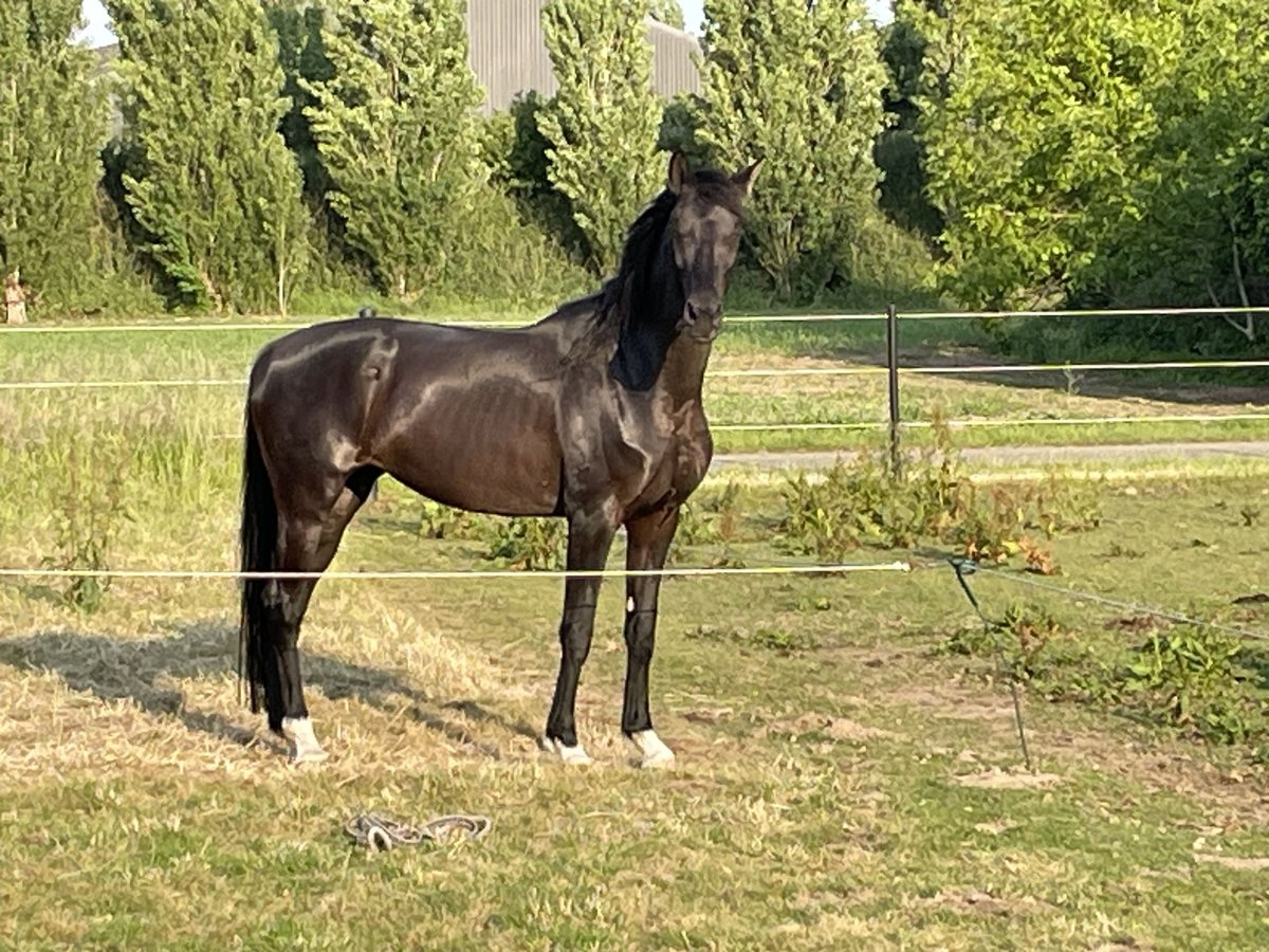 KWPN Stute 9 Jahre 165 cm Rappe in Gennep