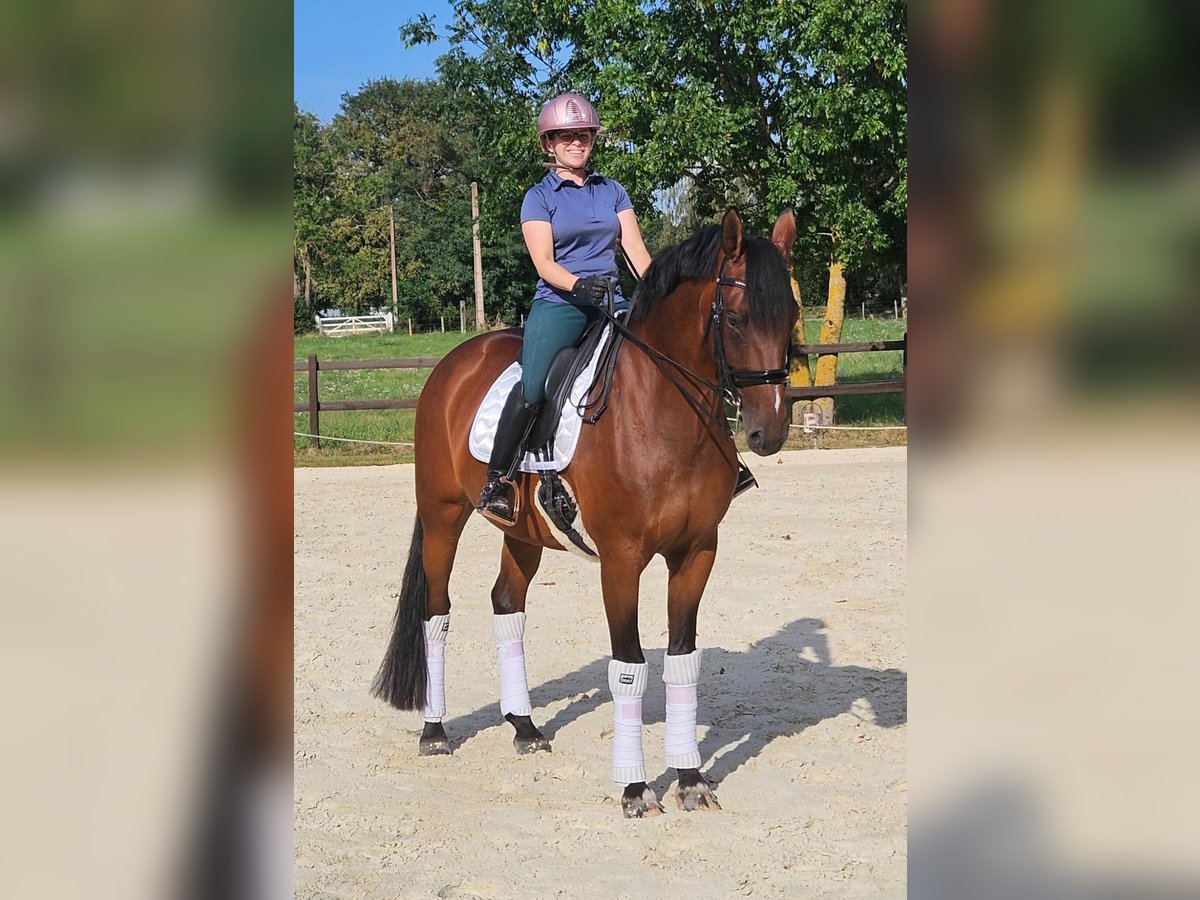 KWPN Stute 9 Jahre 168 cm Brauner in Saint-&#xC9;tienne-la-Varenne