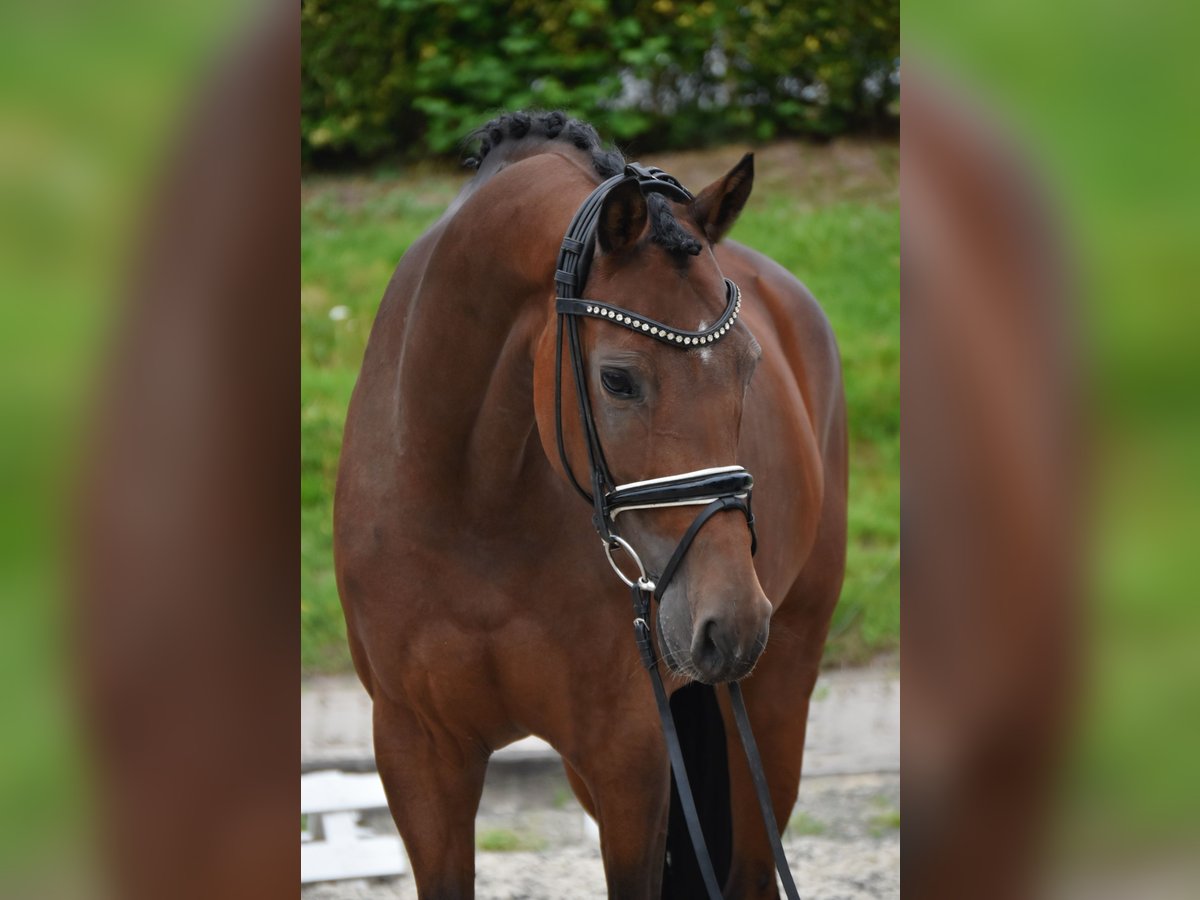 KWPN Stute 9 Jahre 168 cm Brauner in F&#xFC;rstenau