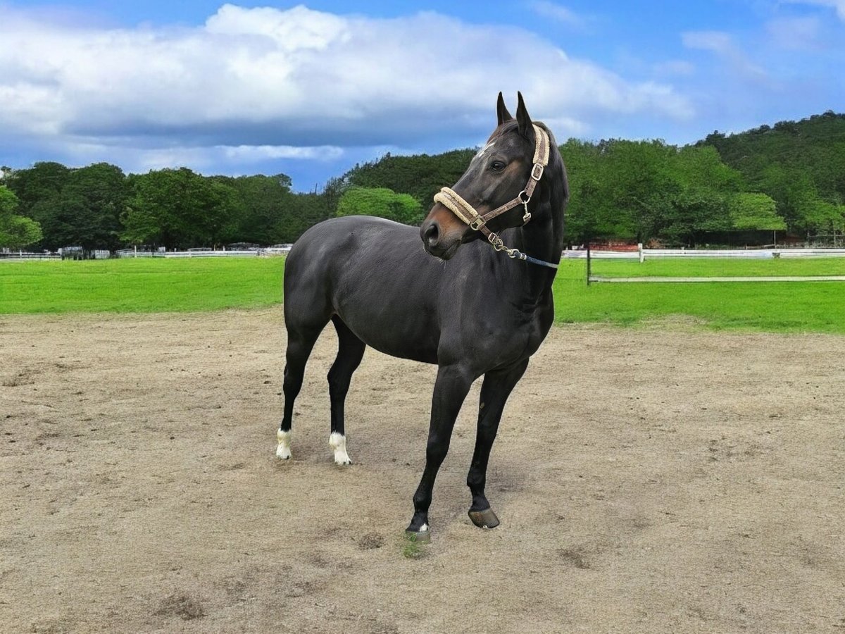 KWPN Stute 9 Jahre 168 cm Rappe in Oberriet SG