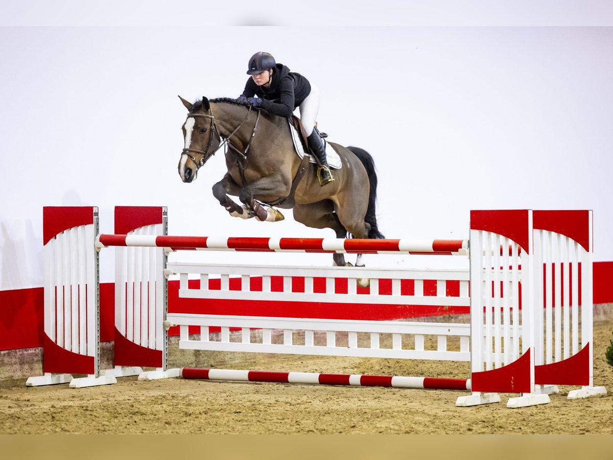 KWPN Stute 9 Jahre 169 cm Brauner in Waddinxveen