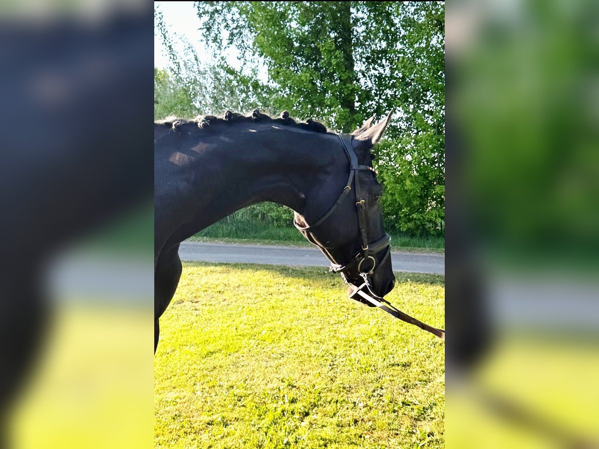 KWPN Stute 9 Jahre 170 cm Rappe in Gyula