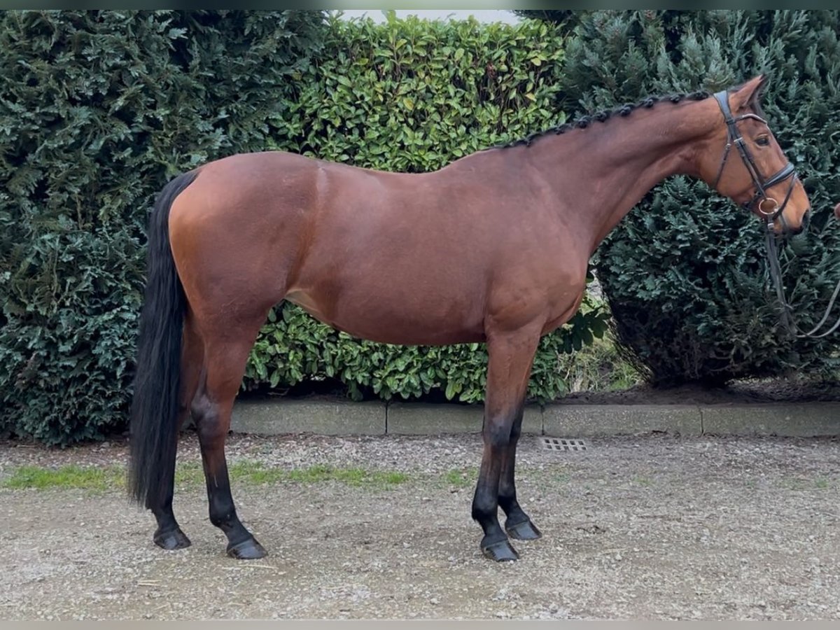 KWPN Stute 9 Jahre 172 cm Brauner in Oud Gastel