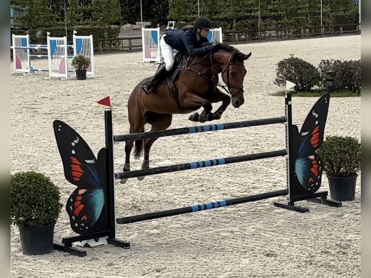 KWPN Stute 9 Jahre 173 cm Brauner in Deinze