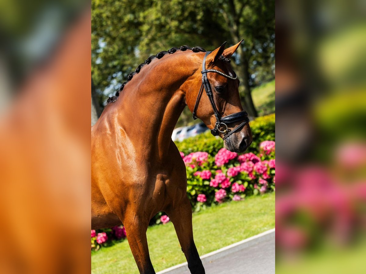 KWPN Stute 9 Jahre 178 cm Brauner in Nieuwe Niedorp