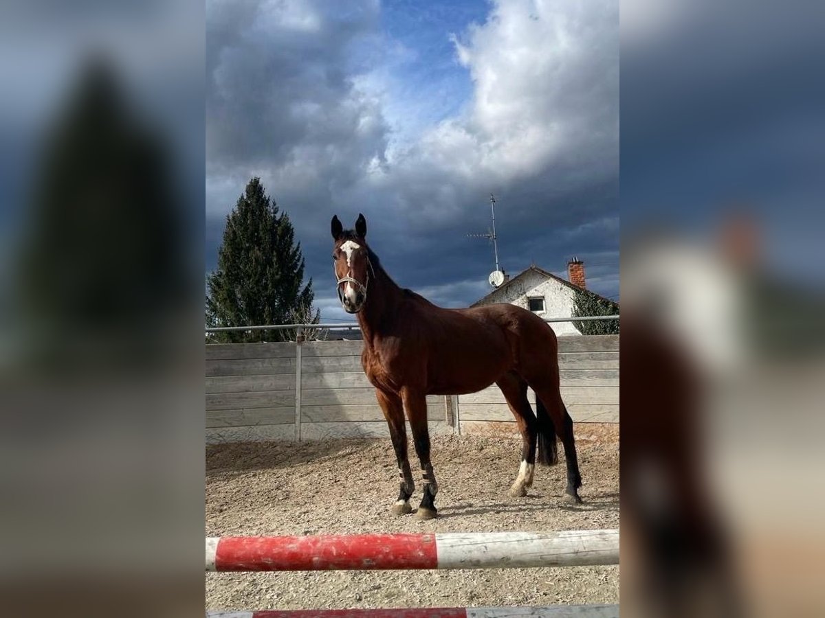 KWPN Stute 9 Jahre Brauner in Herbolzheim