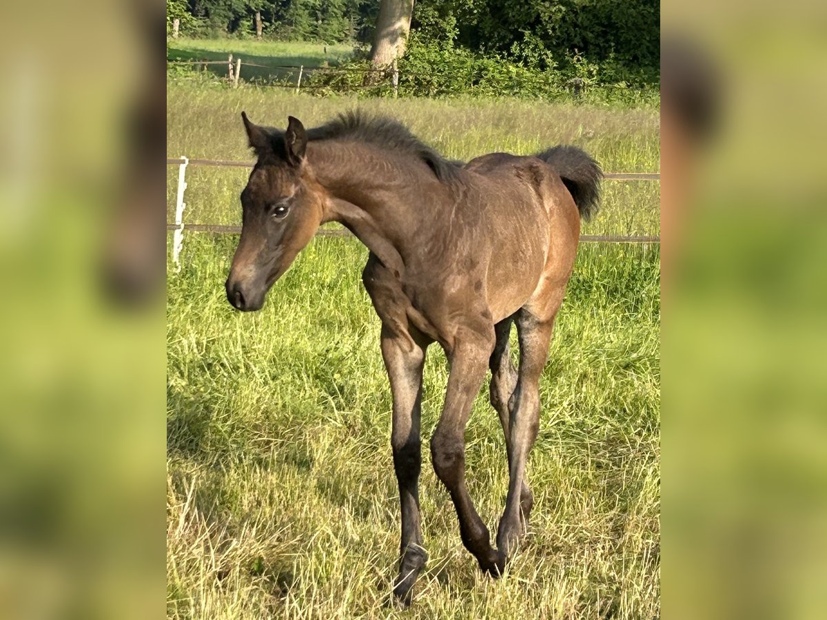 KWPN Stute  170 cm Dunkelbrauner in Hengelo