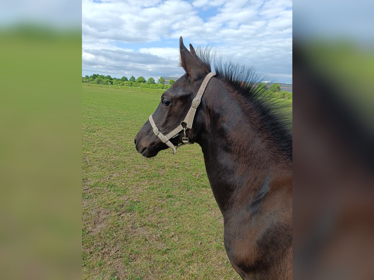 KWPN Stute  170 cm Rappe in Eemnes