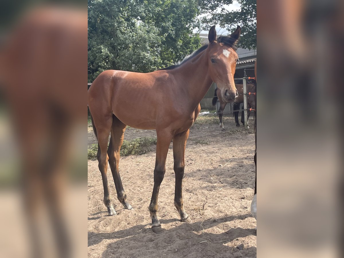 KWPN Stute Fohlen (04/2025) Brauner in Evergem