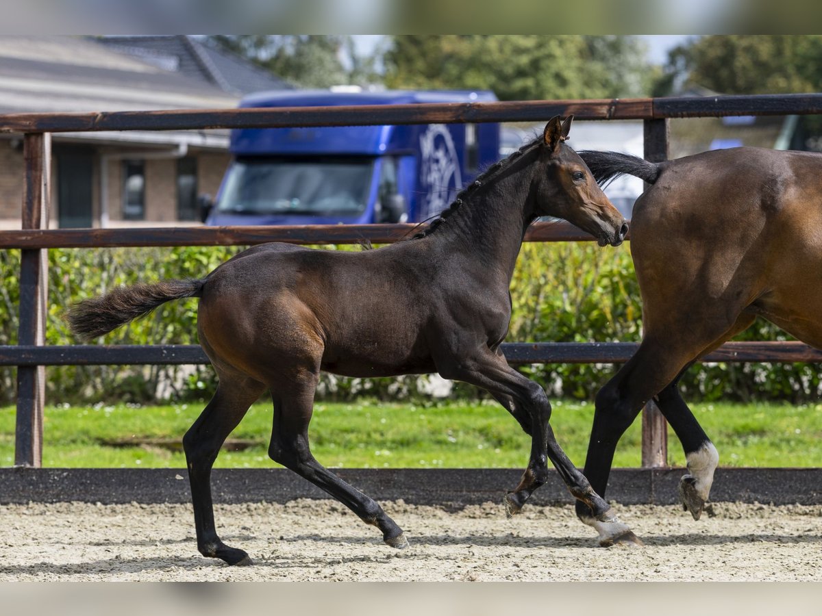 KWPN Stute Fohlen (06/2025) Brauner in Waddinxveen
