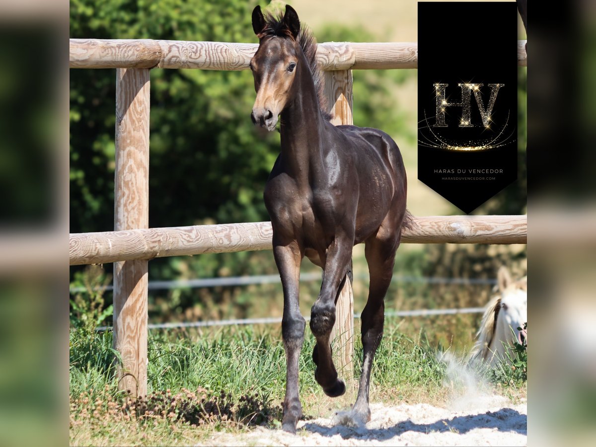 KWPN Stute Fohlen (01/2025) Buckskin in Marly-sous-Issy