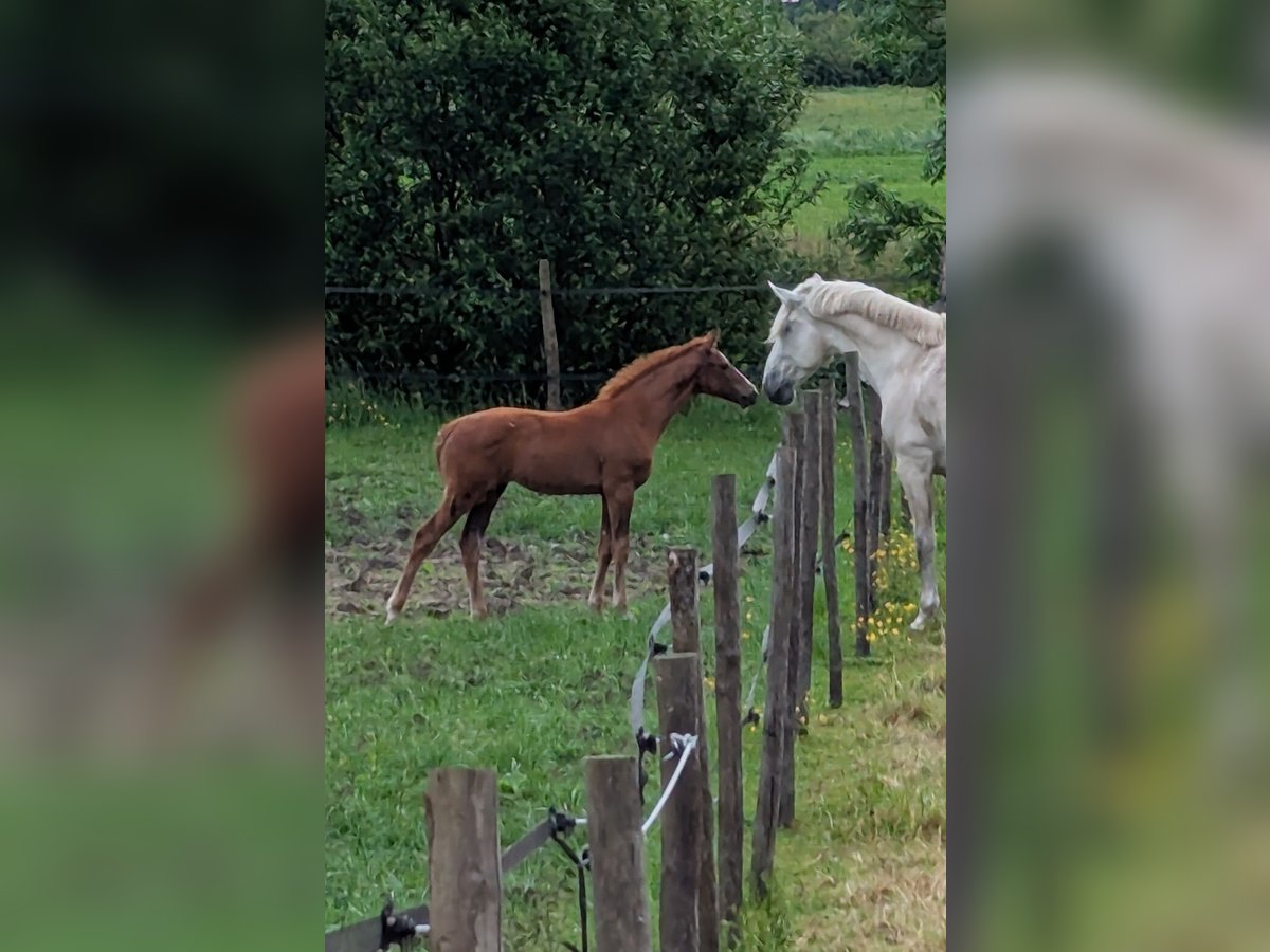 KWPN Stute  Dunkelfuchs in Troarn