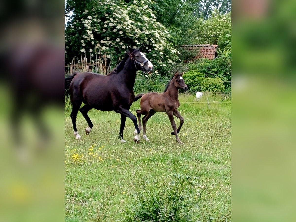 KWPN Stute  Rappe in zaffelare