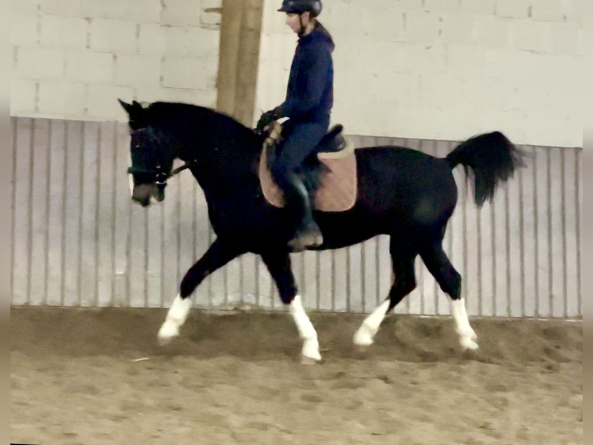 KWPN Valack 10 år 153 cm Svart in Schenklengsfeld