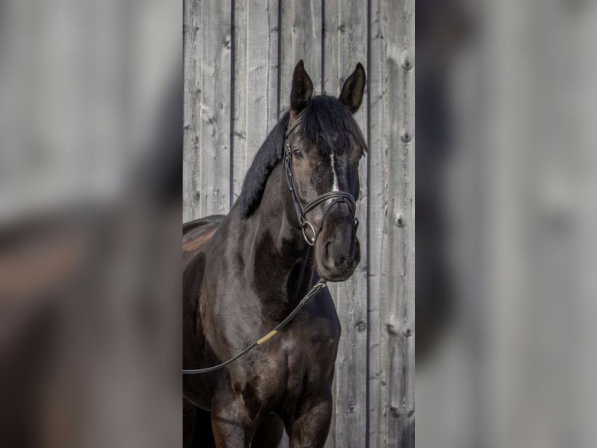 KWPN Valack 10 år 177 cm Rökfärgad svart in Wien