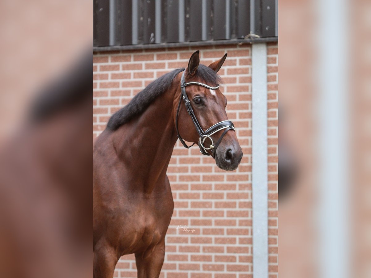 KWPN Valack 11 år 173 cm Brun in Emsbüren