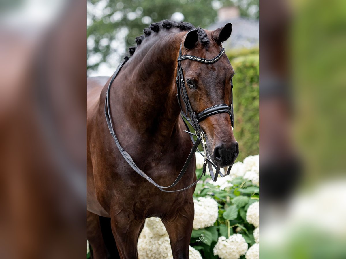 KWPN Valack 11 år 175 cm Brun in Rheinfelden