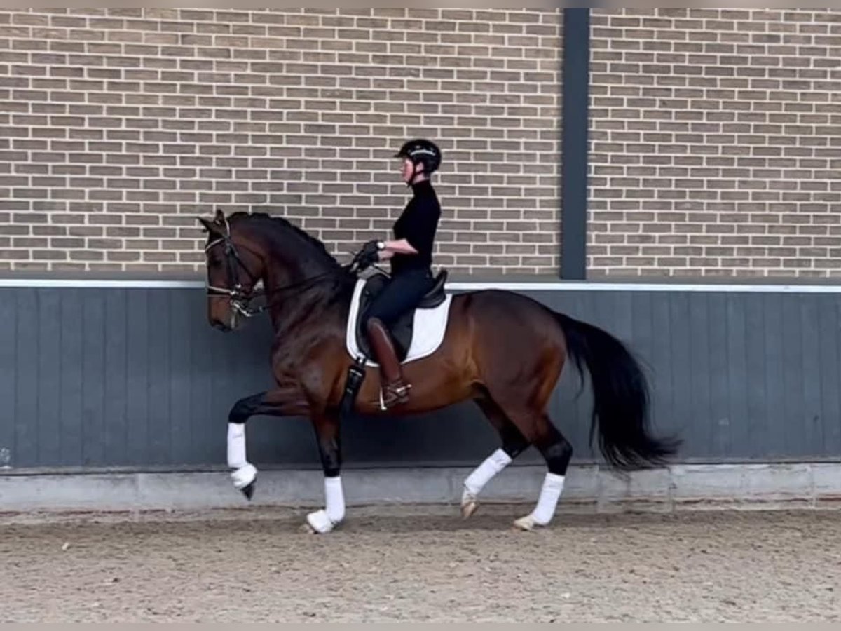 KWPN Valack 12 år 169 cm Brun in Ammerzoden