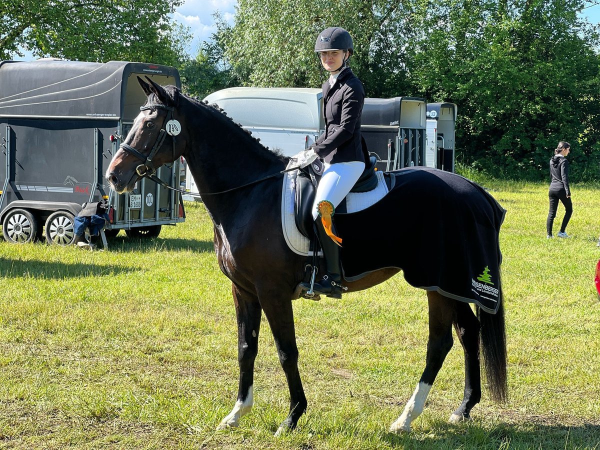 KWPN Valack 13 år 168 cm Mörkbrun in Gundelfingen