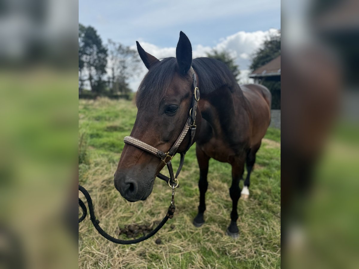 KWPN Valack 17 år 163 cm Brun in Quincampoix