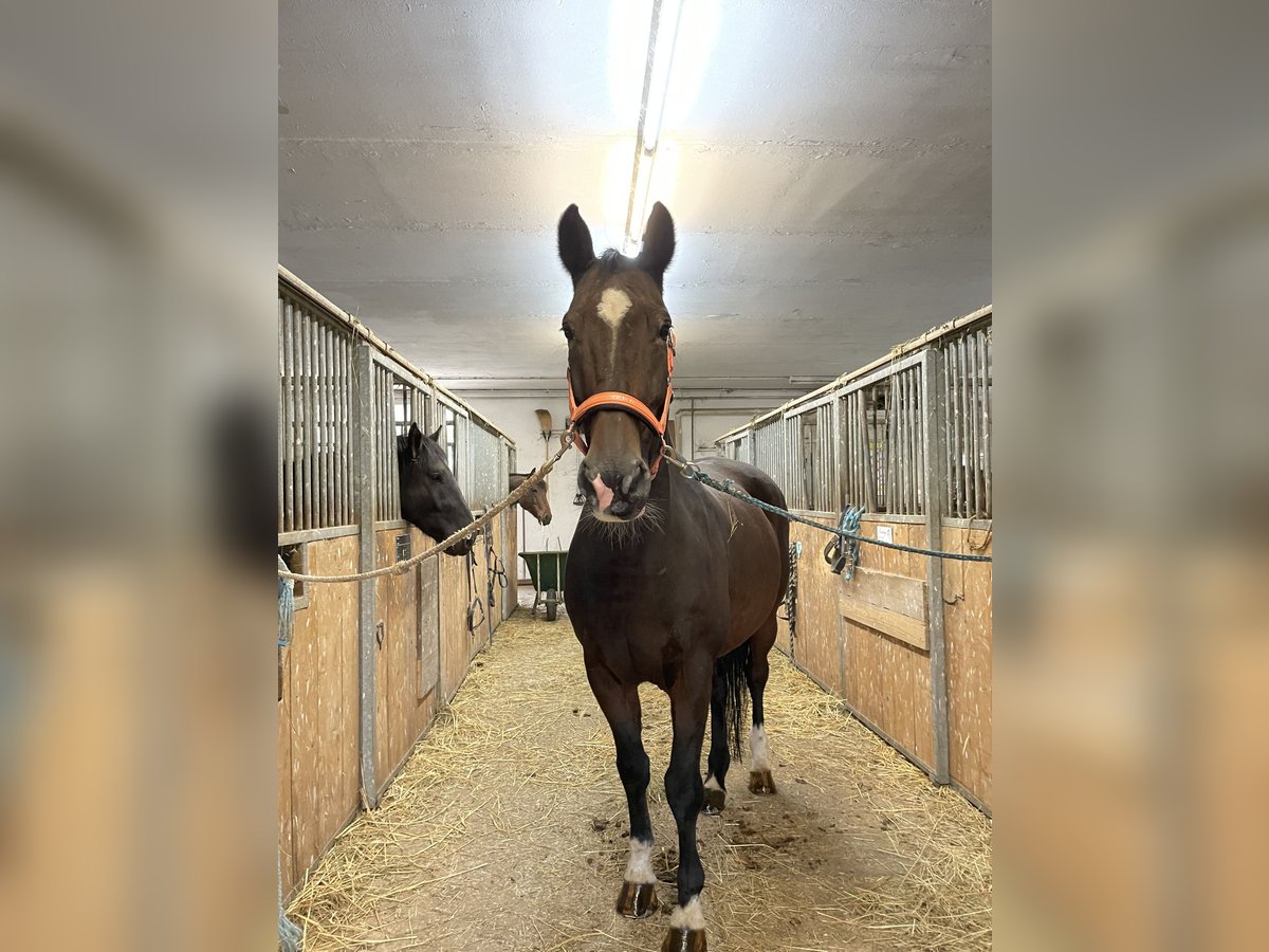 KWPN Valack 18 år 170 cm Mörkbrun in Lambach