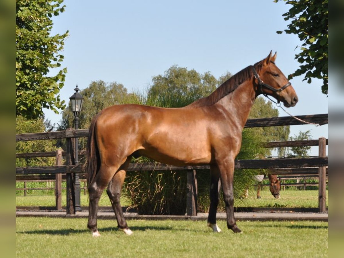 KWPN Valack 3 år 154 cm Brun in Lunteren