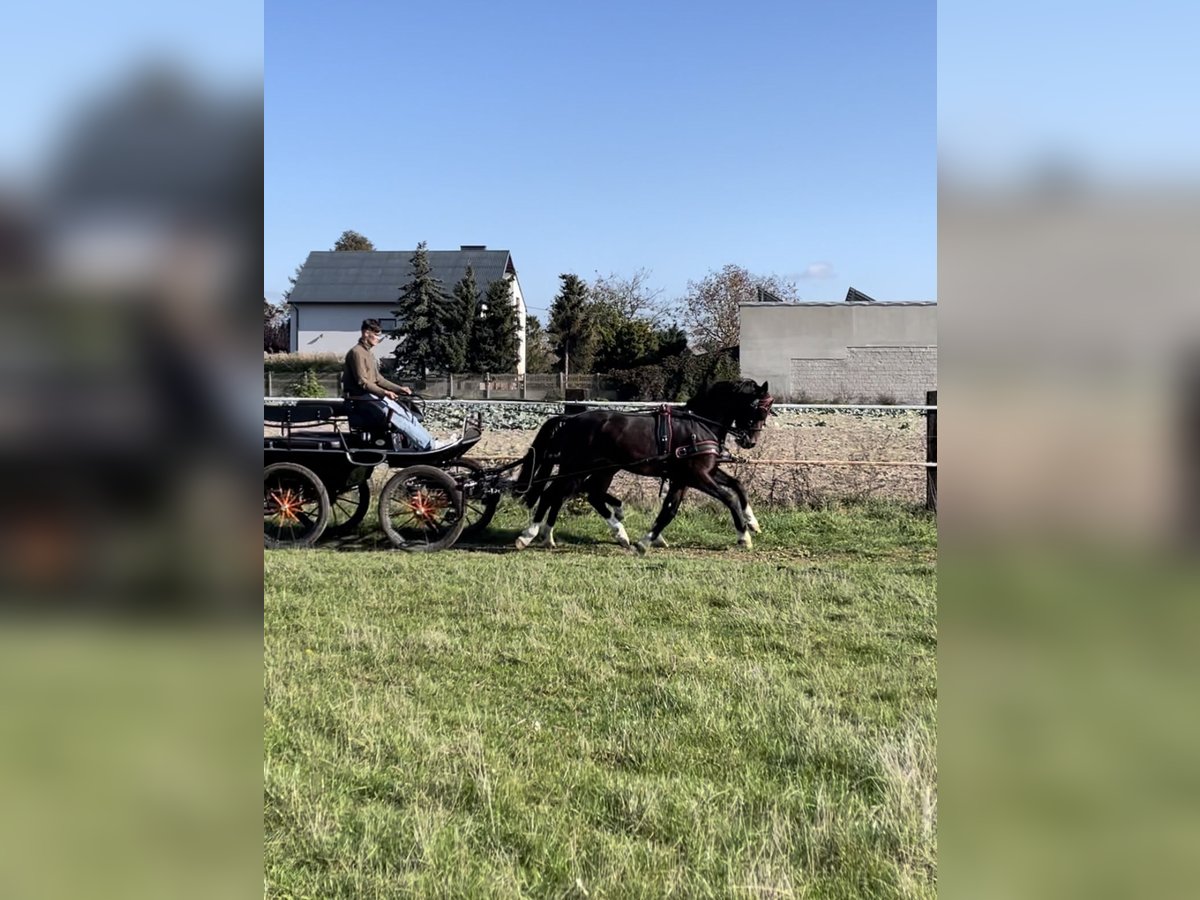 KWPN Valack 3 år 160 cm Mörkbrun in Makowiska