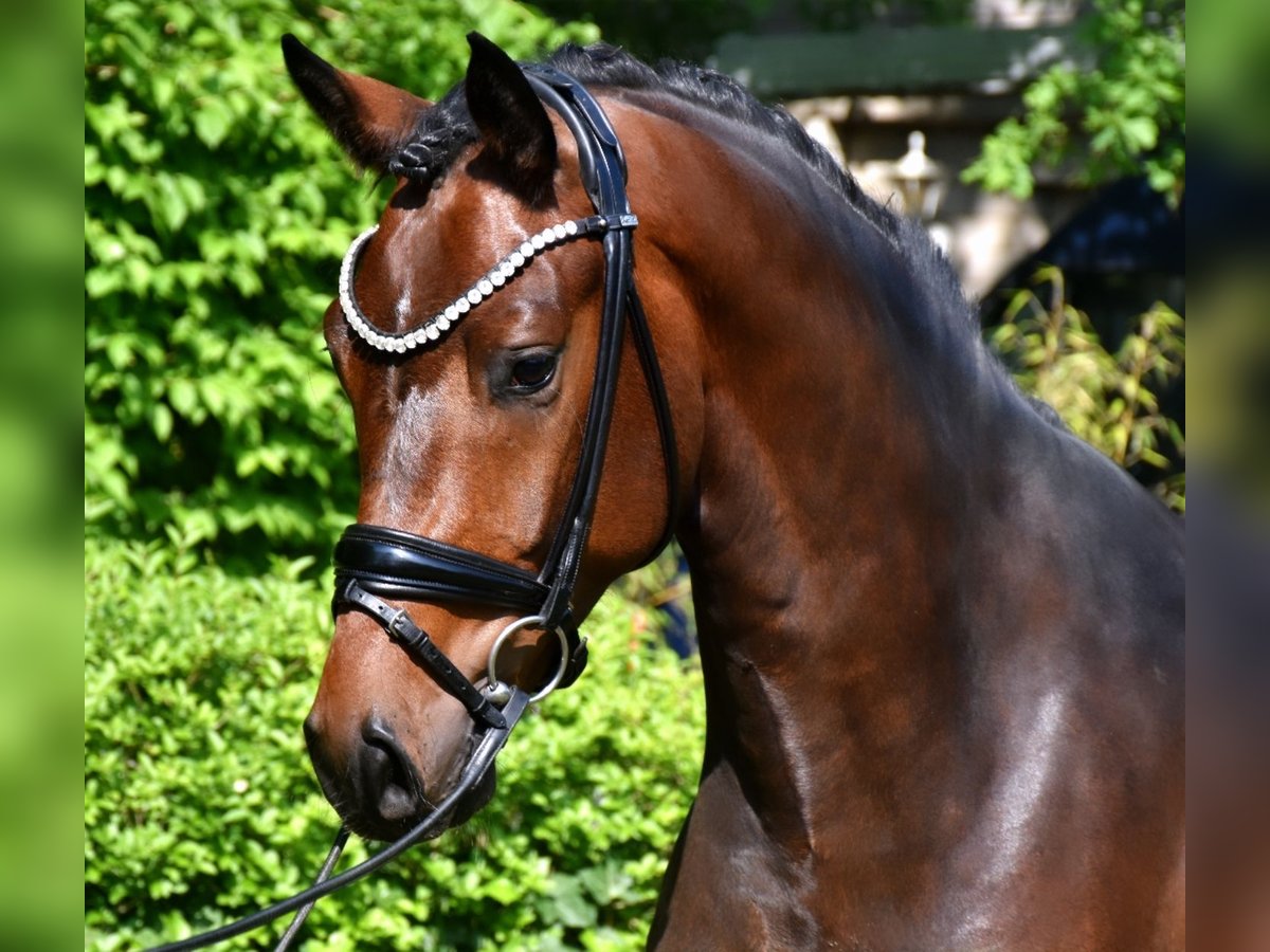 KWPN Valack 3 år 162 cm Brun in Neuss