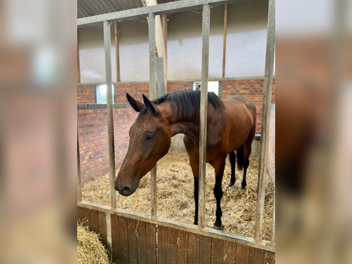 KWPN Valack 3 år 166 cm Mörkbrun in Noordwolde