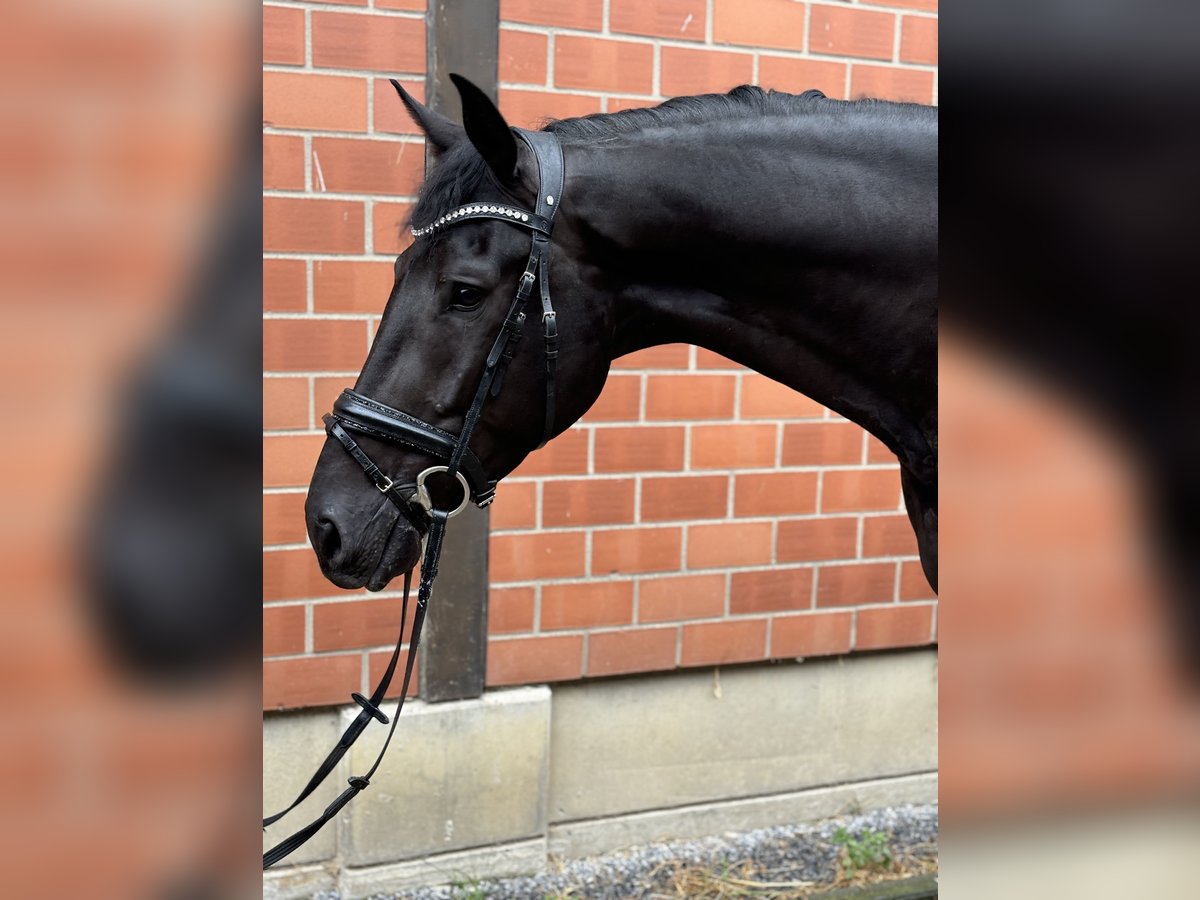 KWPN Valack 3 år 172 cm in Ratingen