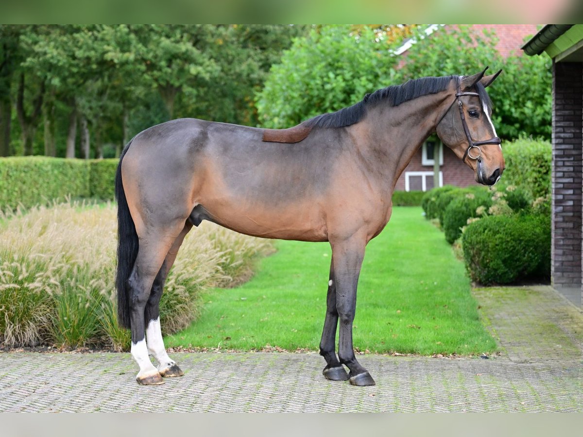 KWPN Valack 4 år 169 cm Mörkbrun in Bladel