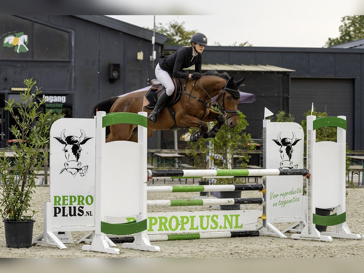 KWPN Valack 5 år 161 cm Brun in Nijland