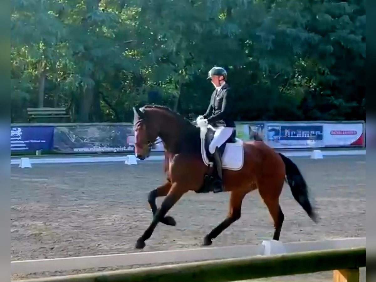 KWPN Valack 5 år 178 cm Brun in Dallgow-Döberitz