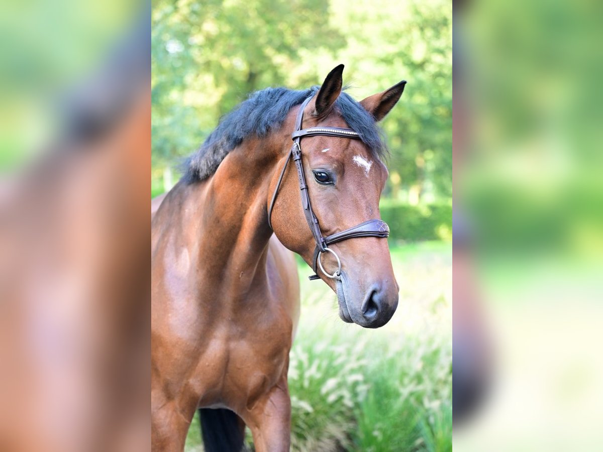 KWPN Valack 6 år 164 cm Brun in Bladel