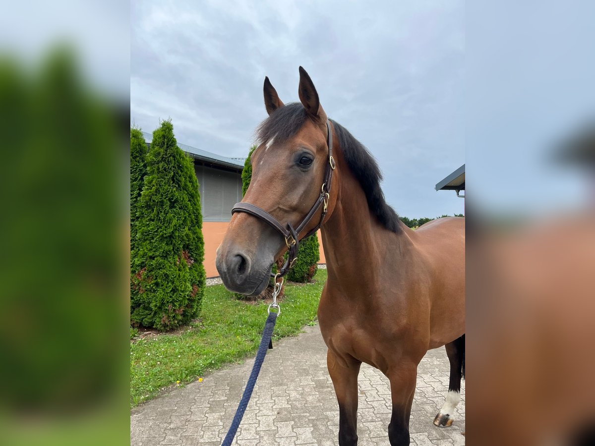 KWPN Valack 6 år 165 cm Brun in Durmersheim