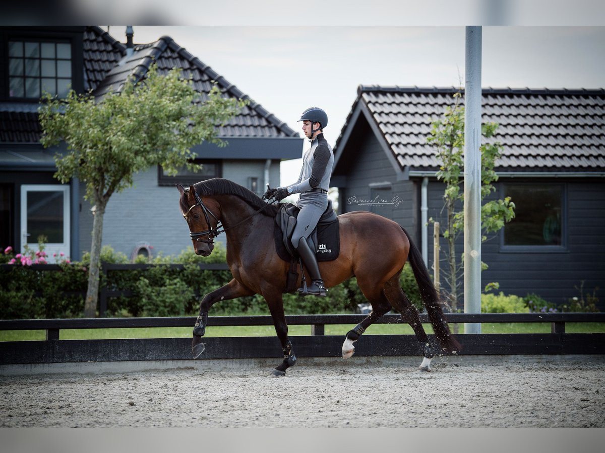 KWPN Valack 6 år 166 cm Brun in Werkendam