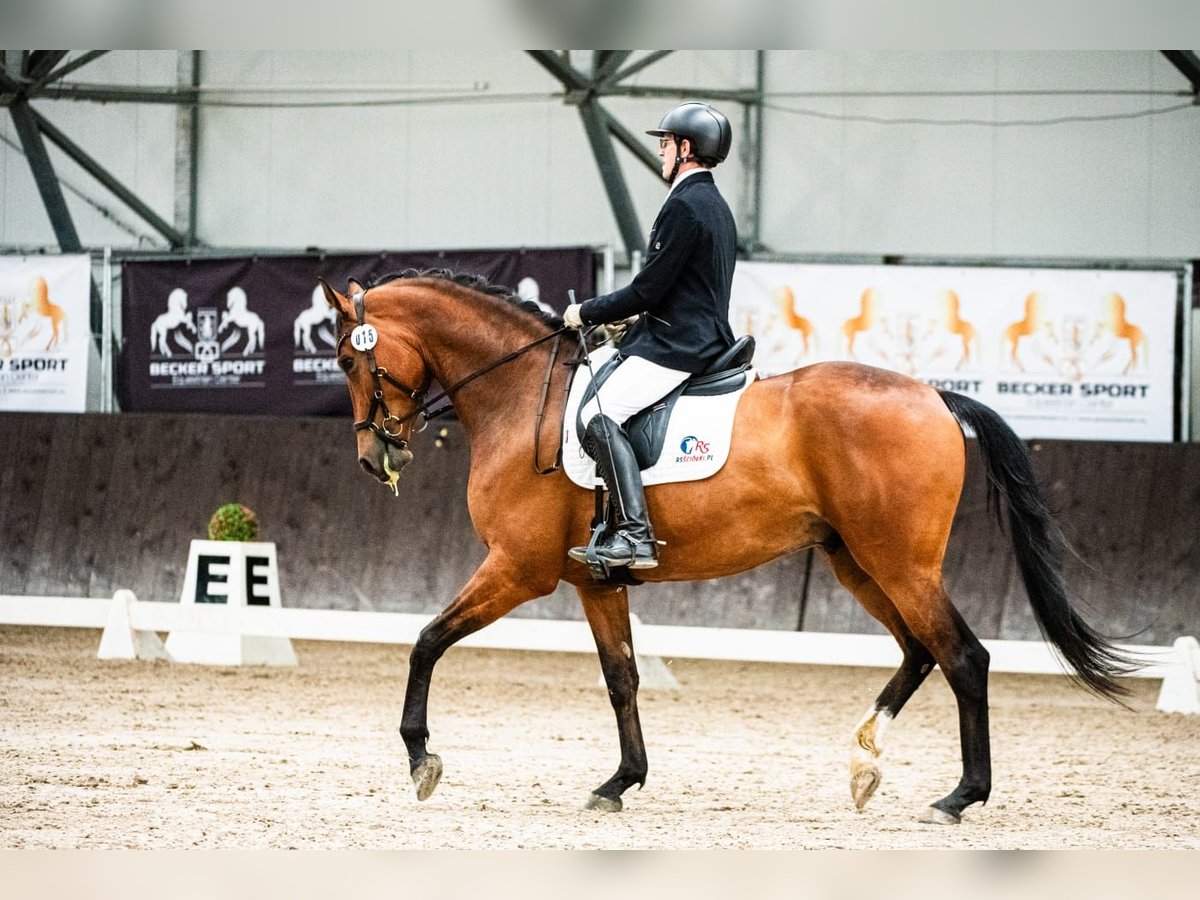 KWPN Valack 6 år 170 cm Brun in Stefanowka