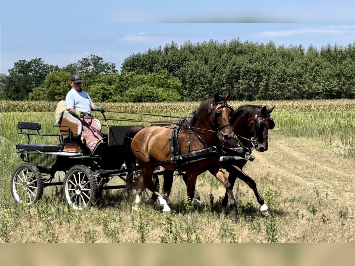 KWPN Blandning Valack 7 år 164 cm Brun in Nagykáta