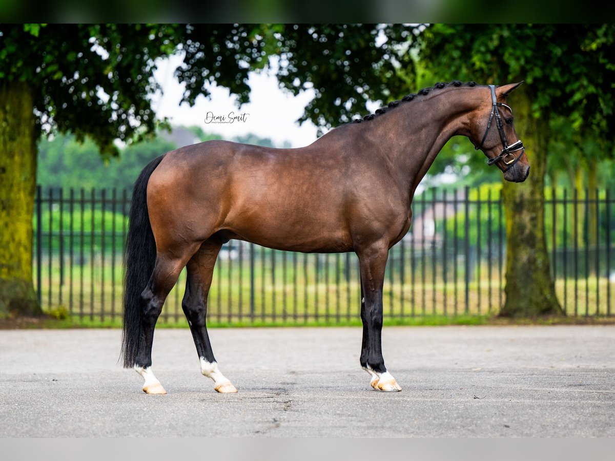 KWPN Valack 7 år 165 cm Brun in Sint Agatha