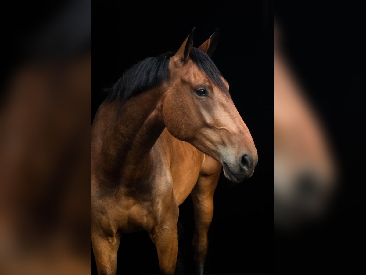 KWPN Valack 7 år 175 cm Ljusbrun in Stadskanaal