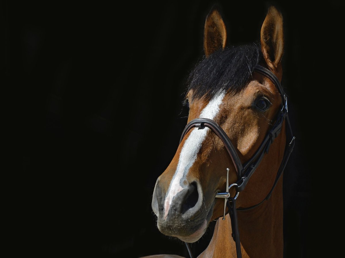 KWPN Valack 8 år 172 cm Brun in Ommen