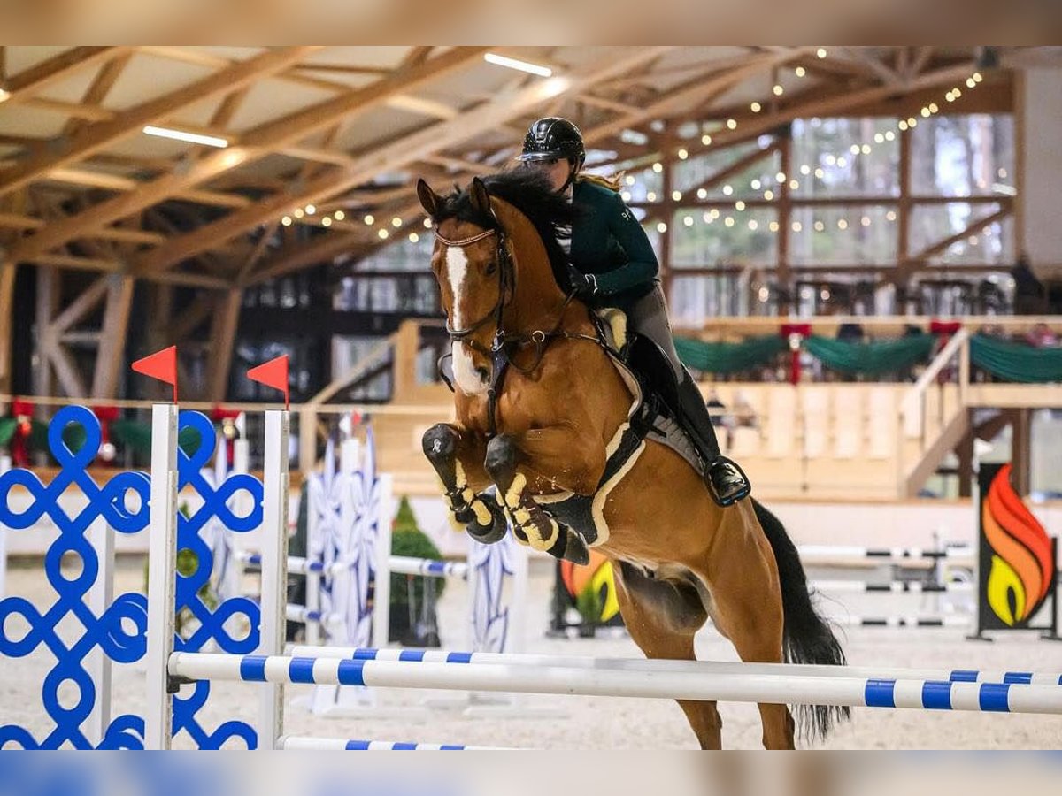 KWPN Valack 8 år 172 cm Brun in Vilnius