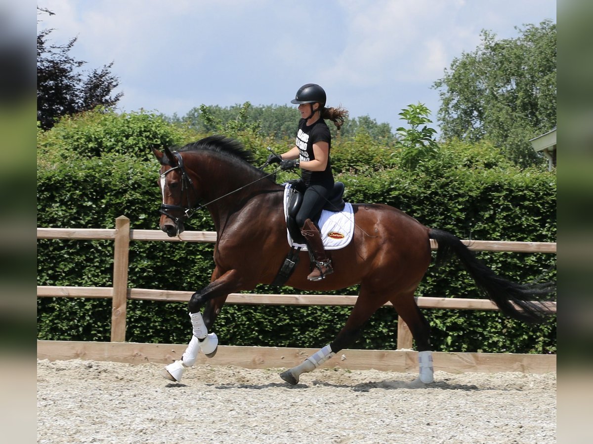 KWPN Valack 8 år 175 cm Mörkbrun in Dreumel