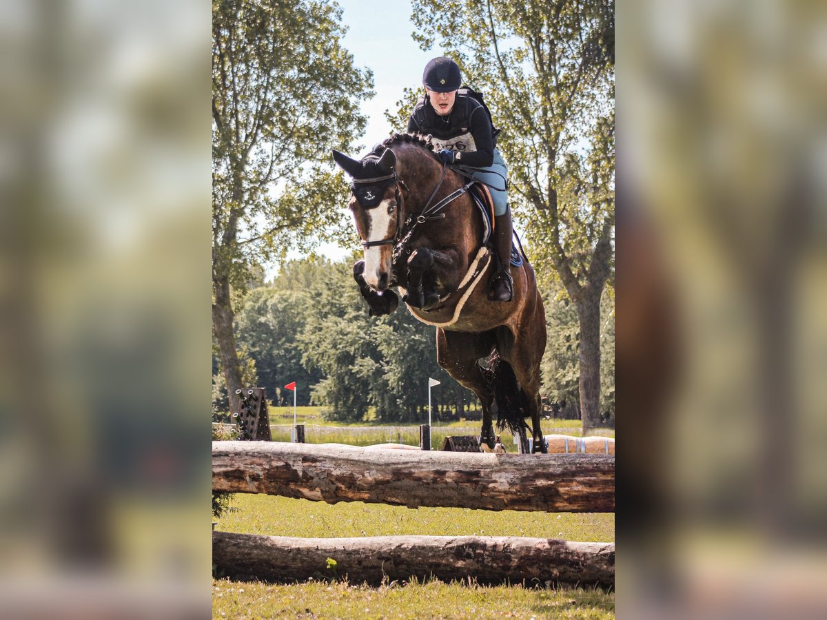 KWPN Valack 8 år 183 cm Mörkbrun in Warder