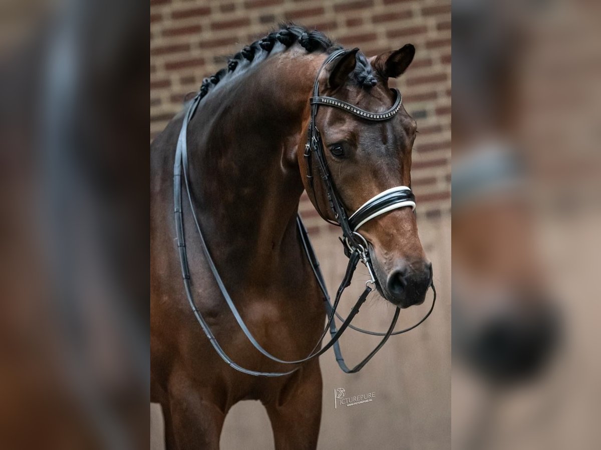 KWPN Valack 9 år 170 cm Mörkbrun in Goch