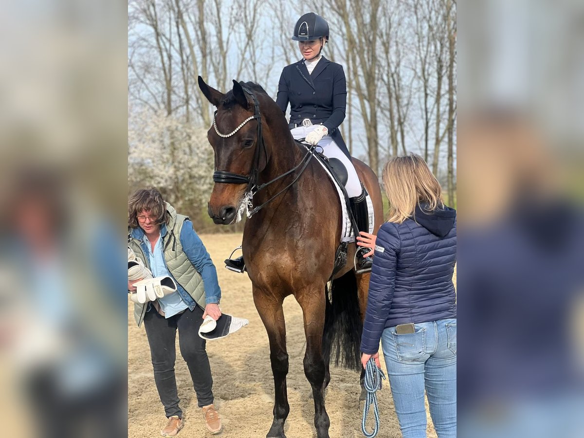 KWPN Valack 9 år 180 cm Brun in Xanten