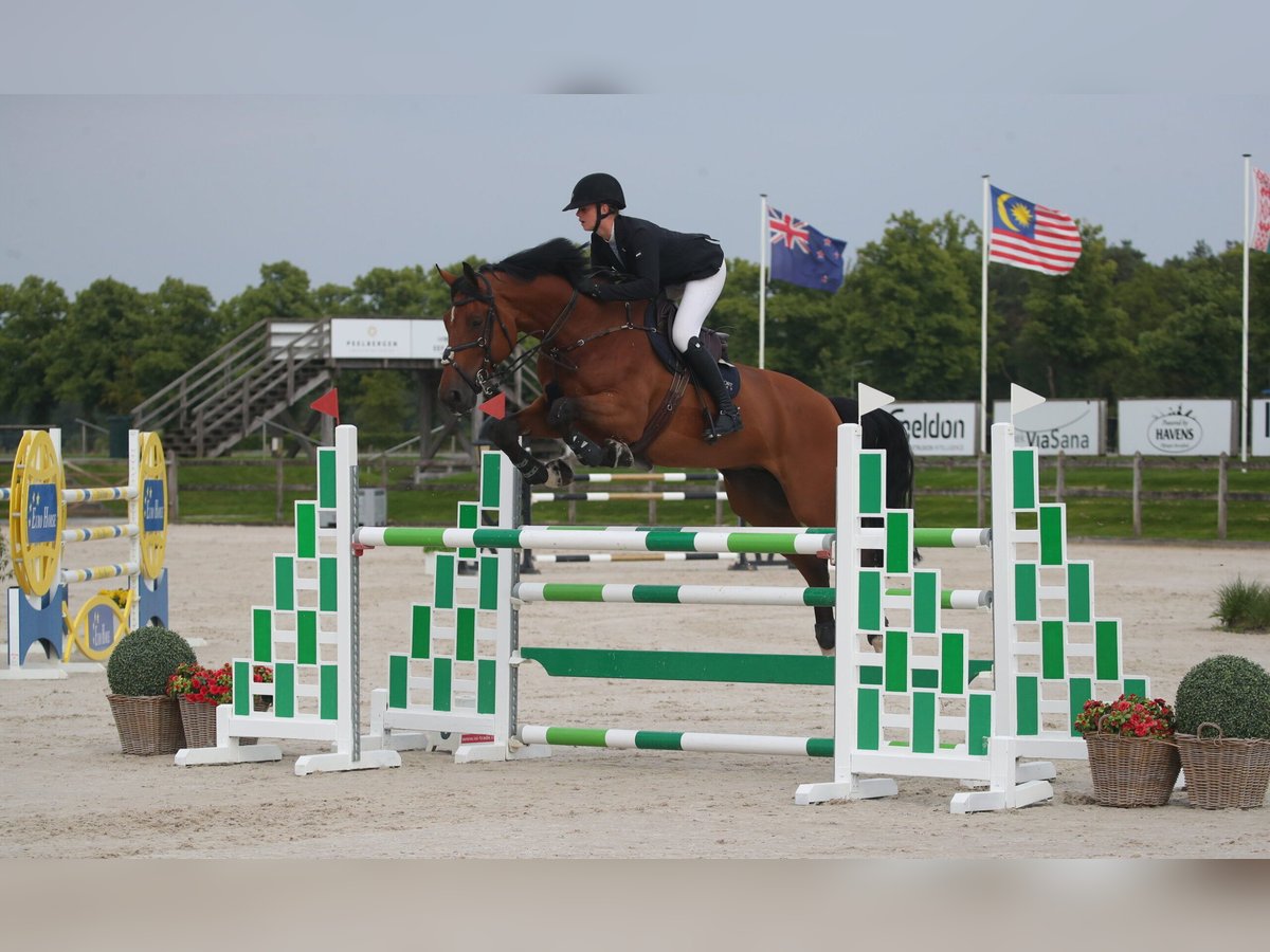 KWPN Valack 9 år 180 cm Brun in Eke