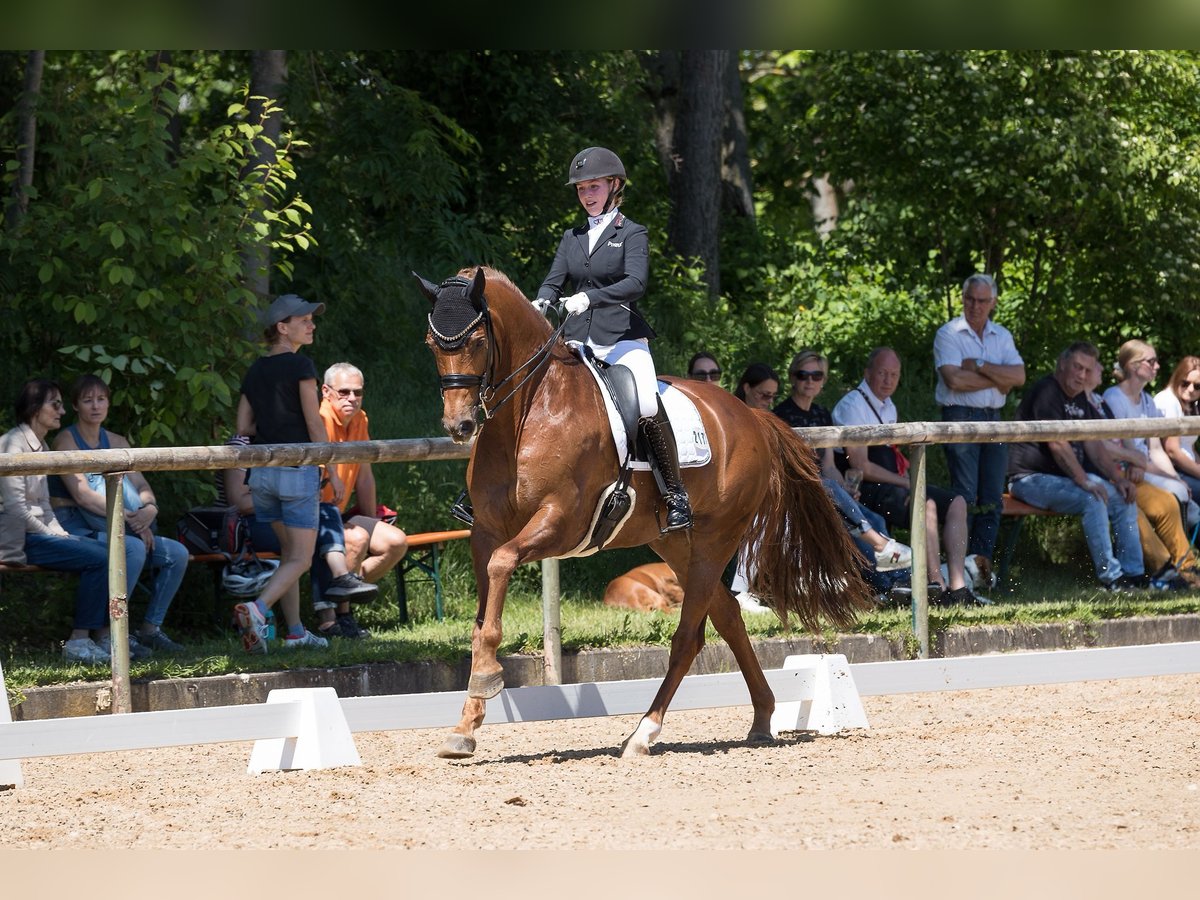 KWPN Wałach 10 lat 167 cm Kasztanowata in Leipheim